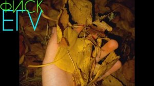 Наши кадры Егора и Ульяны. Осенние фотографии. (12.10.2024)