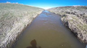 Catching and releasing white sucker fish