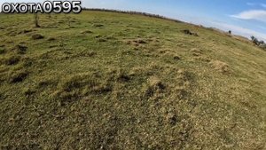 Охота на Фазана в Дагестане с Гончими!