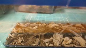 Кормление хищников ч.2. Сальпуга