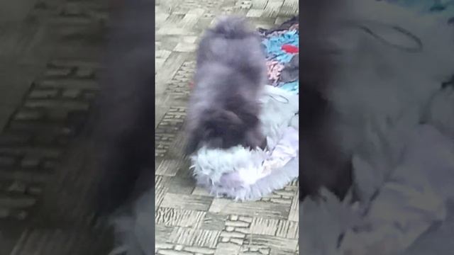 За себя не ручаюсь!! #немецкий #шпиц #щенок #3месяца #