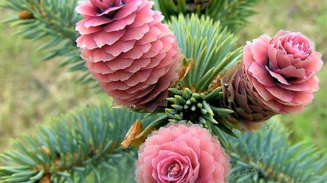 Весенние мотивы