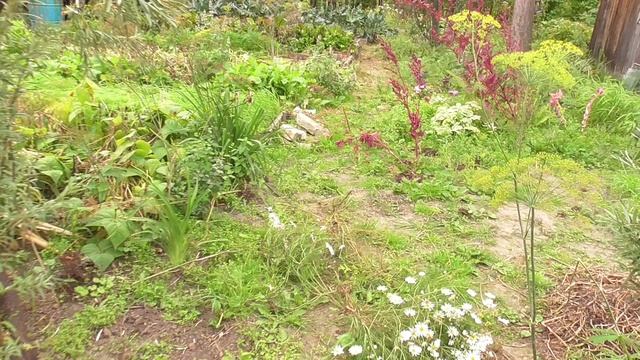 Дача. Начало сентября 2024 г. Обзор