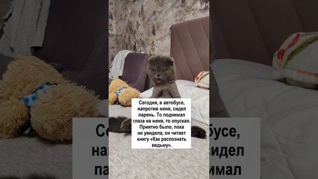 #shortvideo #cat #shots #catlover #funny #spring #mem #like #live #summer #likeforlikes #livestream