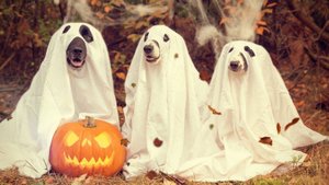 Смешные собачки и кошечки на Хэллоуин