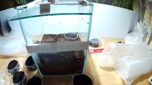 #135 ЗАСУНУЛ РУКУ В АКВАРИУМ С ТАРАНТУЛАМИ. РАССАЖИВАНИЕ ТАРАНТУЛОВ. SEATING TARANTULAS.