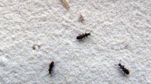 Курс Санитарная безопасность для сотрудников ПС_Блок 2