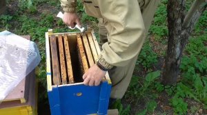 Безконтактная прививка джентерский сот!!!