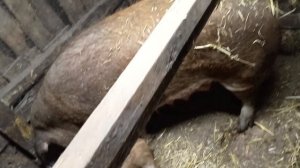 Продажа поросят