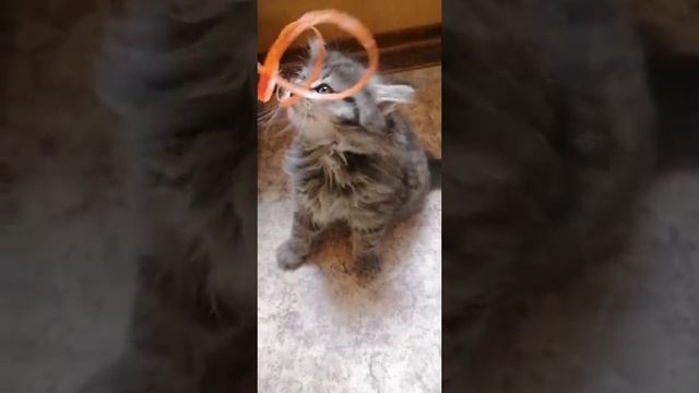 Феодор Барселит черный тигровый