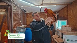 Особенности кормления и содержания кур-несушек