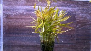 ЛЮДВИГИЯ КУБА ( Ludwigia inclinata var. verticillata «Cuba» )