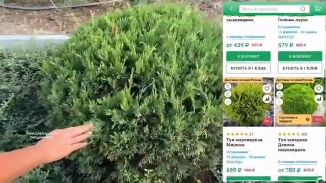 ОБЗОР САДА С ГАРШИНКА.РУ! В гостях у Аллы, город Севастополь, Крым #дача #сад