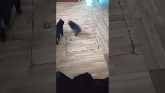 И когда это закончится??? #немецкий #шпиц#щенок#3месяца#