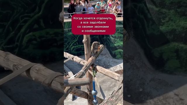 АБОНЕНТ ВНЕ ЗОНЫ ДЕЙСТВИЯ СЕТИ #юмор #психолог