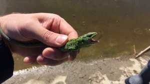 Поймали кусачую агрессивную ящерицу