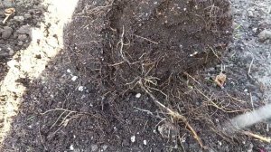 Как правильно посадить розу методом перевалки?