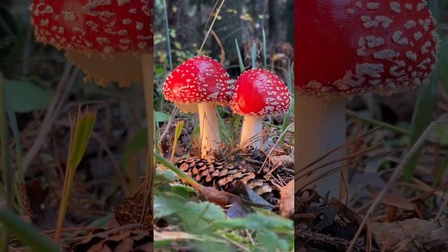 Мухоморчики 🍄