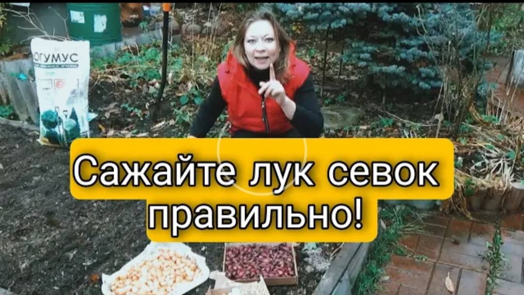 ОЗИМЫЙ ЛУК 🌱 Сажаем Лук Севок Правильно | Светлана Самойлова