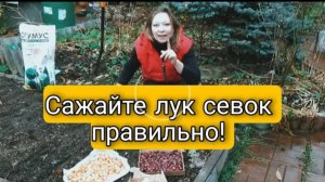 ОЗИМЫЙ ЛУК 🌱 Сажаем Лук Севок Правильно | Светлана Самойлова