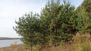 г Рыбинск. От Бунторя до Крестовского Ручья. 2 октября 2024 год.