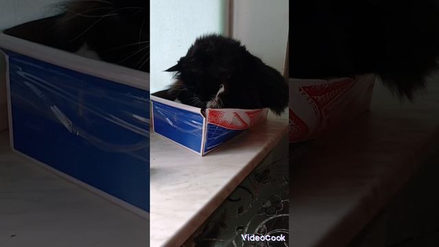 Raid.Маркус отжал Дусину хатку. 🐈💕