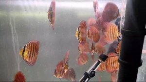 Подростки туркисов 15/10/2024