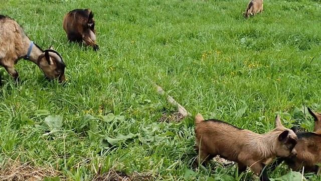 Козлята. Мила окотилась. Деревенское утро и вечер. Гуляем по деревне // Юлия Артуровна влог смотреть онлайн