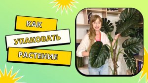 Как упаковать комнатное растение для пересылок почтой - Надежная транспортировка и защита