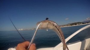 Рыбалка в Сочи, ядовитый дракон.