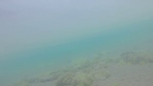 Подводный мир Пильво