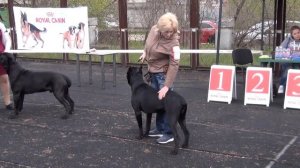 Выставка собак Кане Корсо,Херсон,апрель 2017,зарисовки.#CaneCorso
