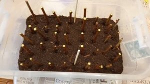 Черная смородина.  Укореняем черенки зимой