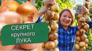 Крупный лук - это просто