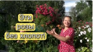 САМЫЕ НЕОБЫКНОВЕННО ПРОСТЫЕ В УХОДЕ РОЗЫ 🌹🌹🌹 4 ЛУЧШИХ СОРТА РОЗ 🌹 САМЫЕ НЕПРИХОТЛИВЫЕ РОЗЫ