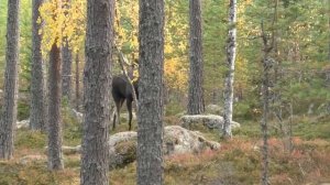 поведение лося во время гона