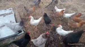 Отзыв от фермерского хозяйства "Московские колхозники"