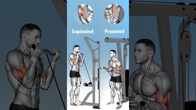 Reverse vs. Standard Grip Bicep Curls: Which One's Better?