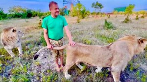 УРОК для молодых львов от Олега Зубкова-«Таню КУШАТЬ НЕ МОЖНА»!