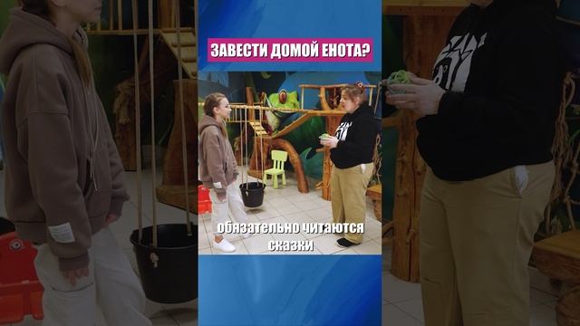 Завести дома енота?