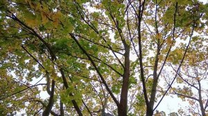 ЛИСТЬЯ ЖЁЛТЫЕ НАД ГОРОДОМ КРУЖАТСЯ...