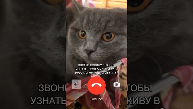 Почему Британка живёт в России? #киса #котики #милота