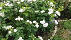 Утренняя Роса: Первые Шаги Красоты