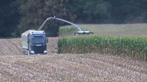 CLAAS JAGUAR 990 TT - AGRARSERVICE MV - Maisernte 2023