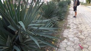 В шоке от улиц станицы и цветущего Джемете. Анапа