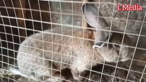 Куён Бокиш Бизнеси Уй шароитида