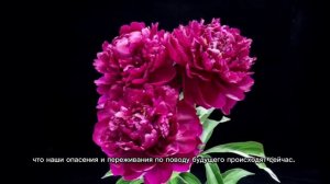 БУДУЩЕГО НЕ СУЩЕСТВУЕТ. МУДРОСТЬ ОСОЗНАННОСТИ