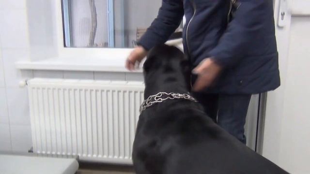 Плановая прививка собаки Кане Корсо Деррека #canecorso