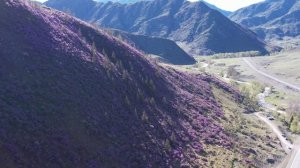 Цветение «маральника» на Алтае