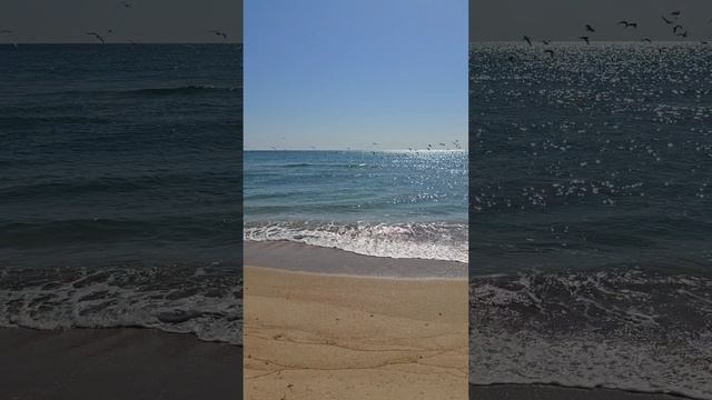 Встретили дельфина в Веселовке.